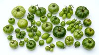 Fresh green tomatoes collection featuring various sizes from cherry to beefsteak varieties arranged on white background for culinary and gardening projects.