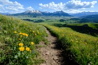 Mountain hiking trail through wildflower meadow with yellow blooms leading to snow-capped peaks under dramatic cloudy sky in summer alpine landscape.