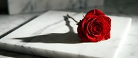 Red rose lying on white marble surface with dramatic shadow, romantic symbol of love and passion for Valentine's Day or anniversary.