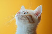 White cat with blue eyes looking up against vibrant yellow background, close-up portrait showing whiskers and facial features in soft lighting.