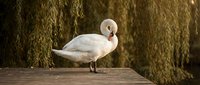 White swan standing gracefully on wooden dock beside weeping willow trees in serene natural pond setting for wildlife and nature photography projects.