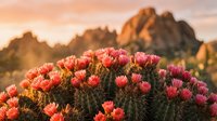 Blooming barrel cactus with vibrant pink and red flowers in desert landscape at golden hour sunset with dramatic rock formations in background.