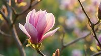 Delicate pink magnolia blossom blooming on branch with soft bokeh background, spring flowering tree in garden or nature setting.