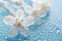 White delicate cherry blossom petals with water drops on turquoise blue background. Fresh spring flowers with morning dew create serene spa atmosphere.