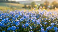 Blue flax flowers blooming in sunny meadow field with warm golden hour light and blurred mountain landscape background for natural botanical designs.
