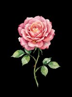 Pink rose with layered petals and green stem with leaves, isolated on transparent background. Ready for t-shirt designs, clipart, stickers, print-on-demand products, and sublimation projects.