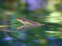 Small fish swimming in clear water with reflection, captured in soft focus against blurred green and purple background creating dreamy aquatic atmosphere.
