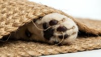 Meerkat paw resting on sandy ground with rope texture, showing claws and fur details for wildlife and nature stock photography.