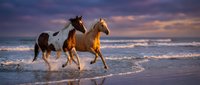 Two horses galloping through ocean waves at sunset with dramatic purple and orange sky creating romantic coastal scene for travel and nature themes.