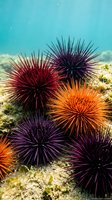 Colorful sea urchins with spiny shells in vibrant red, orange and purple hues on ocean floor creating natural underwater marine life display.