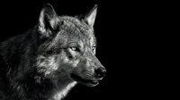 Majestic gray wolf portrait in dramatic black and white photography with intense gaze and detailed fur texture against dark background for wildlife art.