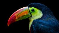 Vibrant toucan with colorful rainbow beak against black background. Tropical bird portrait showcasing brilliant plumage and striking natural colors.