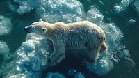 Polar bear walking on floating ice in dark turquoise Arctic waters, aerial view showing dramatic climate change impact on natural habitat and wildlife survival.
