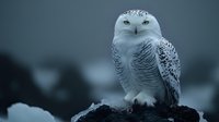 Majestic snowy owl perched on rock during winter twilight, white feathers flecked with black markings against moody dark background, yellow eyes focused forward.
