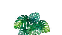Tropical monstera leaves with split foliage in vibrant green shades isolated on white background for botanical design projects and nature graphics.