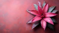 Pink succulent plant with water drops on petals against dark red background, dramatic lighting creates moody botanical composition.