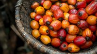 Fresh ripe coffee cherries in woven basket, mix of red and yellow coffee fruits showing natural harvest variation, close-up with selective focus.