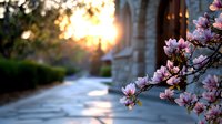 Blooming magnolia branch with pink flowers against blurred urban pathway at sunset, soft bokeh background creates dreamy spring atmosphere.