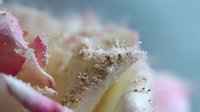 Delicate pink rose petals dusted with crystalline frost and snow, creating an ethereal winter macro photograph showcasing nature's delicate beauty in cold weather.