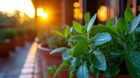Fresh green plants on balcony with golden sunset in background, creating warm atmosphere for urban gardening and home relaxation.