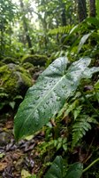 Lush tropical rainforest leaf covered in water droplets after rainfall, surrounded by dense green vegetation and ferns in natural jungle environment.