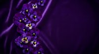 Purple pansy flowers arranged on luxurious violet silk fabric background with elegant draping and soft lighting for romantic floral design projects.
