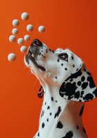 Playful Dalmatian dog balancing white balls on orange background, looking up with curiosity. Close-up portrait shows spotted coat pattern and bright blue eyes.