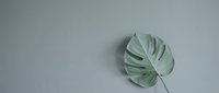 Single tropical monstera leaf on neutral gray background with copy space for minimalist botanical design and natural home decor projects.