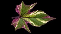 Colorful maple leaf with green and purple variegated foliage isolated on transparent background, ready for clipart, t-shirt design, stickers, and print-on-demand projects.