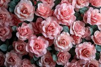 Delicate pink roses in full bloom create romantic floral background with dark green leaves, capturing soft natural light and elegant garden atmosphere.