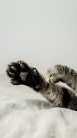 Tabby cat stretching paw toward camera, close-up of soft toe beans on cozy linen, minimalist light background, lazy relaxing mood.