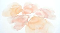 Soft watercolor flower petals in warm peach and pink tones on white background, delicate botanical art for feminine designs and spring decorations.