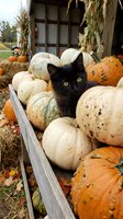 Black kitten sitting among autumn pumpkins and gourds in rustic wooden cart at farm harvest display with hay bales and corn stalks in background.
