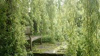 Peaceful wooden bench surrounded by drooping willow branches creating natural green canopy in tranquil garden setting for relaxation and meditation.