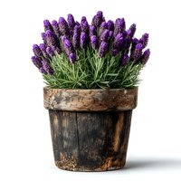 Fresh lavender flowers in rustic wooden pot isolated on white background for aromatherapy, gardening and home decor projects.