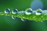 Macro photography of morning dew drops on green leaf blade reflecting nature. Crystal clear water spheres with light refraction create natural lens effect. Fresh spring scene.
