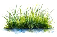 Fresh green grass watercolor illustration with natural shadows and light effects on white background, suitable for nature-themed designs and botanical art.