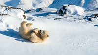 Polar bear mother with cubs playing in pristine Arctic snow landscape with mountain backdrop for wildlife conservation and nature education content.