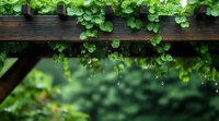Fresh raindrops falling from green ivy leaves on wooden pergola create serene garden atmosphere. Natural water drops catch morning light in spring setting.
