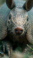 Close-up portrait of domestic pig snout with pink nose and whiskers on farm. Agricultural livestock photography for farming and animal husbandry content.