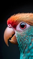 Extreme close-up macro portrait of parrot head showing vibrant turquoise feathers, orange crest, and detailed red eye against dark background. Suitable for nature photography.