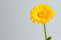 Vibrant yellow gerbera daisy flower with green stem isolated on light gray background, showcasing simple elegance and natural beauty in minimalist composition.