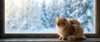 Fluffy ginger cat sitting on windowsill gazing at snowy winter landscape with frost patterns on glass and evergreen trees outside.