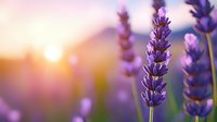 Purple lavender flowers in bloom against blurred sunset background, creating dreamy romantic atmosphere with soft bokeh light effects and warm golden glow.