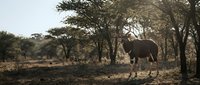 African elephant walking through savanna landscape with acacia trees during golden hour sunset creating dramatic wildlife photography scene.