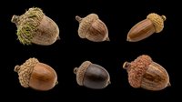 Acorn collection with various brown and tan caps isolated on transparent background, ready for clipart, t-shirt design, print-on-demand products, stickers, and sublimation projects.