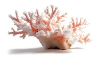 Pink coral branch with white accents isolated on white background, marine life specimen showing delicate natural structure and patterns.