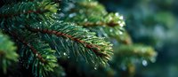 Raindrops glistening on vibrant green pine needles in close-up, creating a fresh natural atmosphere for seasonal holiday designs.