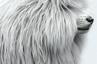 Dramatic black and white close-up of white lion's majestic mane and profile showing partial face and nose, artistic wildlife photography for wall art and design.
