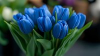 Fresh vibrant blue tulips with green stems and leaves in soft focus, creating romantic spring mood for floral designs and seasonal celebrations.